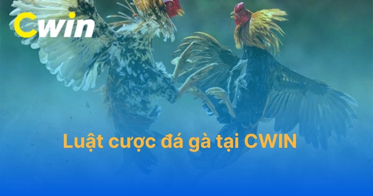 Giới thiệu luật cược đá gà tại CWIN và cách tính tiền cược hiệu quả